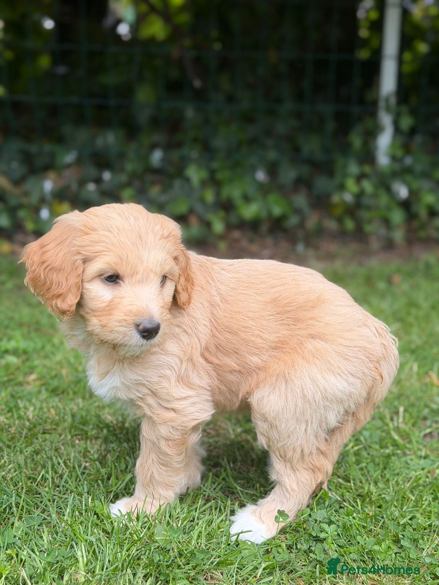 Mixed Breed dogs for sale: Adorable Australian fleece/wool Labradoodles - Advert 34