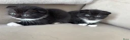 Ragdoll cats for sale: Scottish fold/Ragdoll kittens - Advert 7