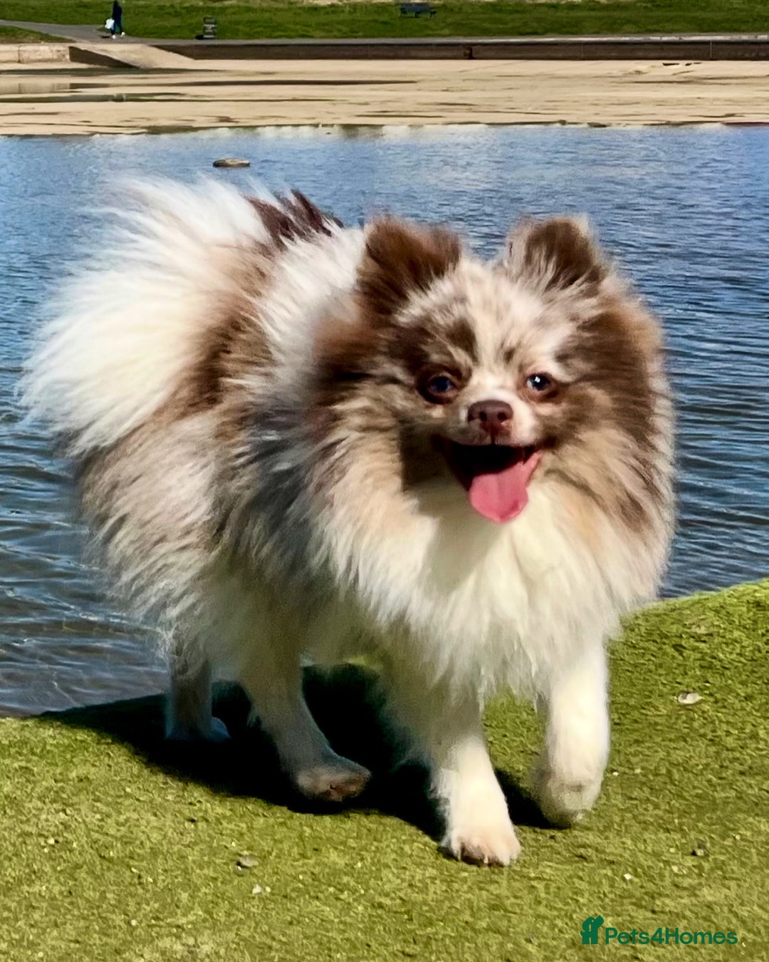 Pomeranian dogs for stud: Stud only - Image 4