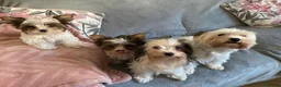 Biewer Terrier dogs for sale: Biewer Terrier Puppies in Halesowen - Advert 17