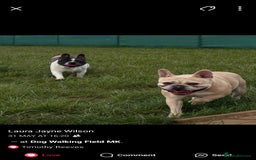 French Bulldog dogs for sale: 2 weeks and will be able to leave - Image 7