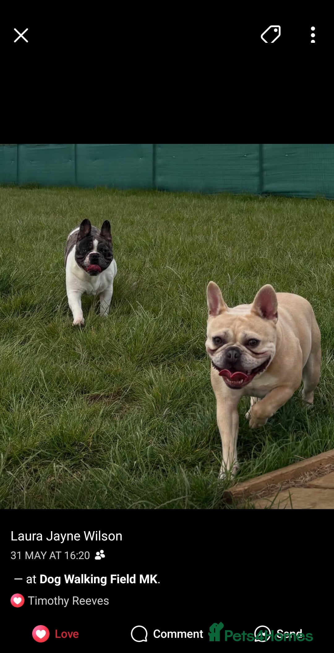 French Bulldog dogs for sale: 2 weeks and will be able to leave - Image 7