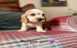 Cocker Spaniel dogs for sale: Health tested, show type, cocker spaniel puppies! - Image 5