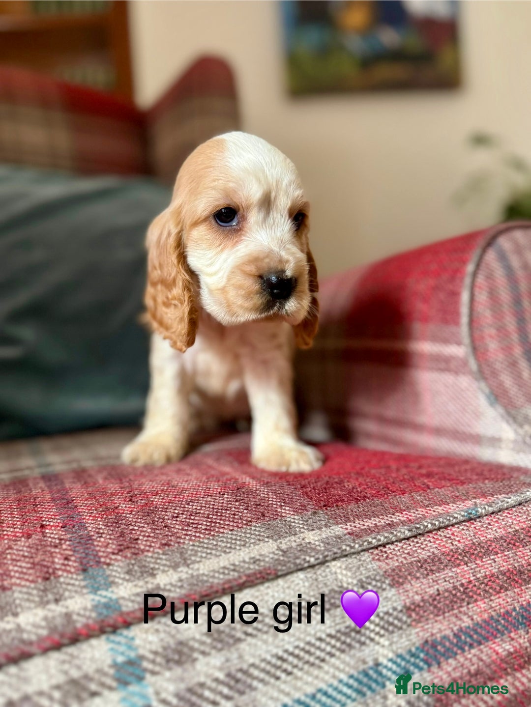 Cocker Spaniel dogs for sale: Health tested, show type, cocker spaniel puppies! - Image 5