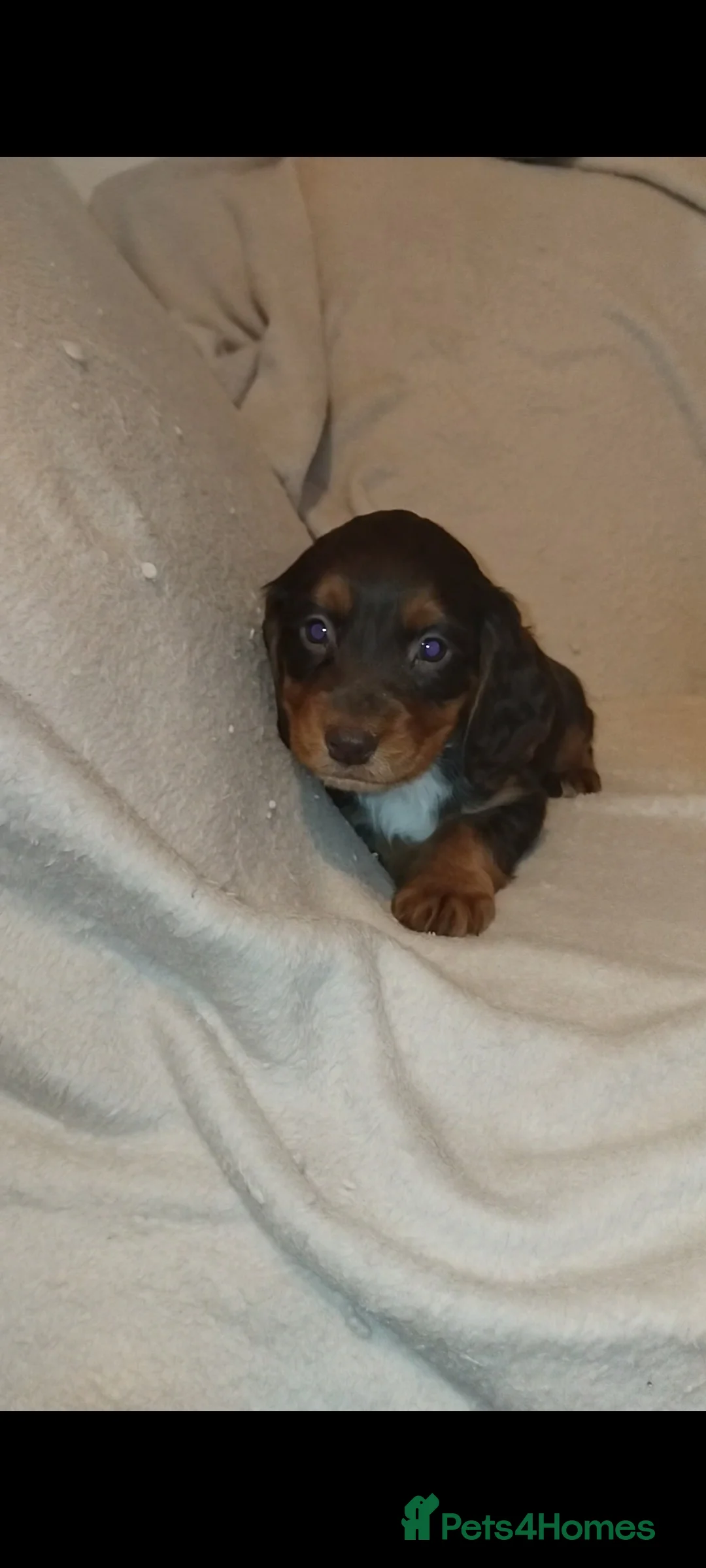 Cocker Spaniel dogs for sale: Cocker spaniel puppies  - Advert 2