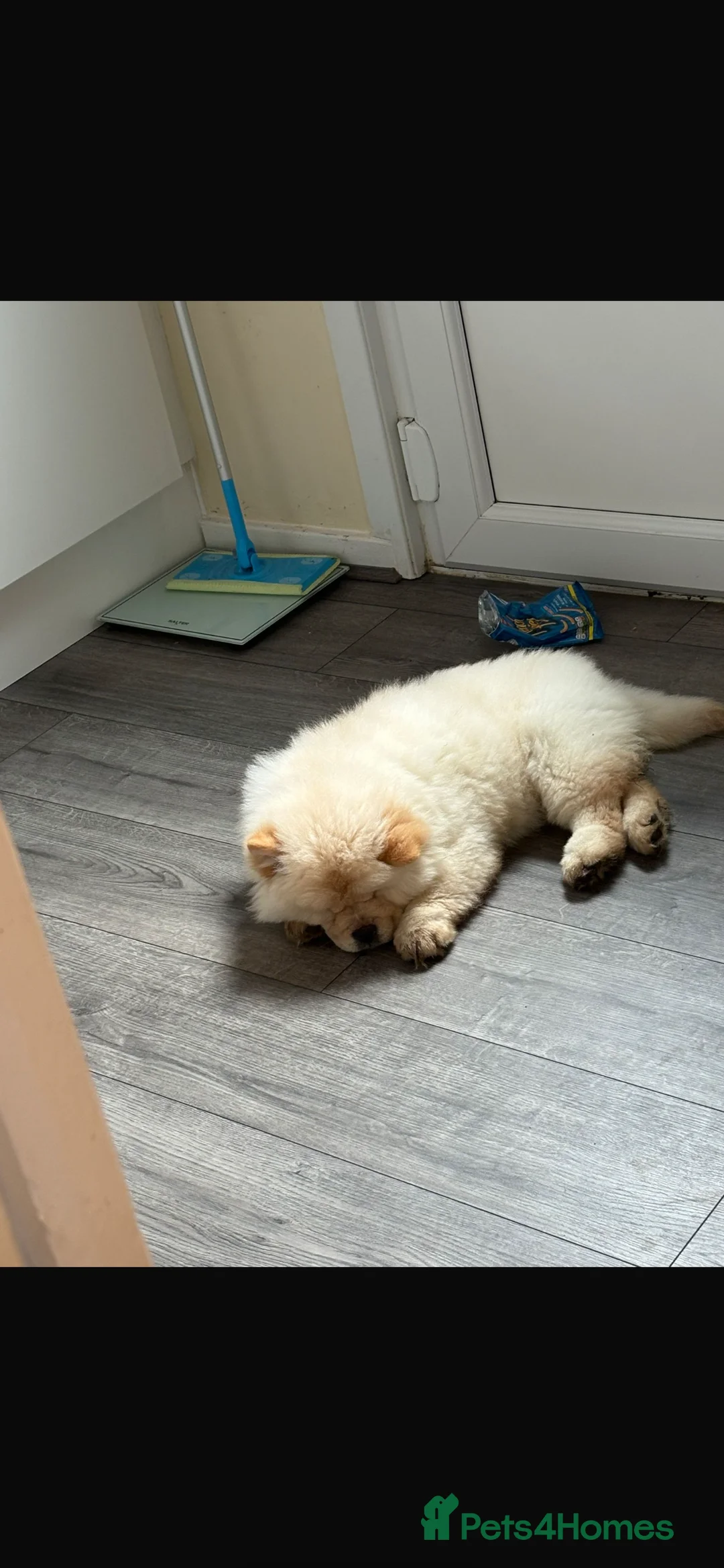 Chow Chow dogs for sale: Beautiful chow chow - Advert 3