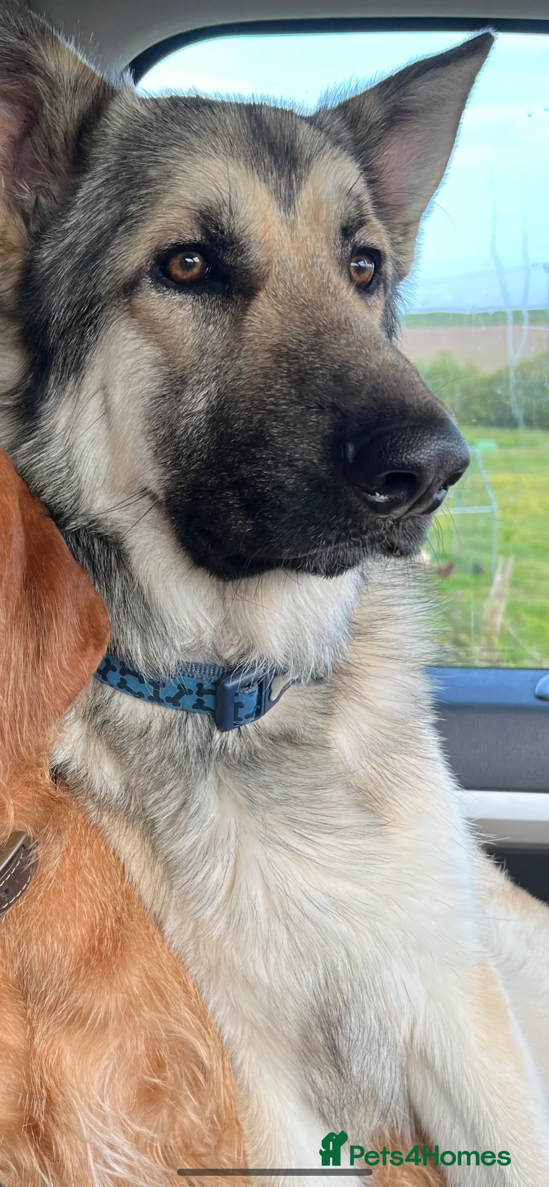 German Shepherd dogs for sale: Gold sable KC German shepherd male - Advert 3