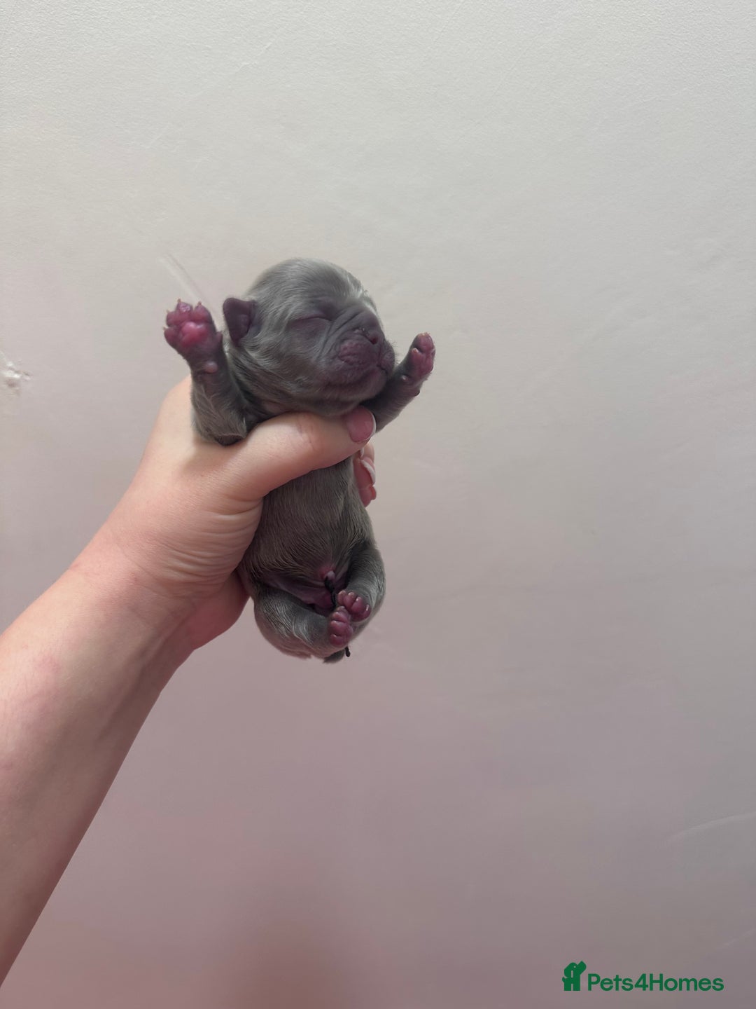 French Bulldog dogs for sale: Fluffy FrenchBulldogs - Image 8