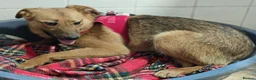 Mixed Breed dogs for adoption: ❤️🐶 MALTA – EASY TO LOVE, EASY TO LIVE WITH in Burton-on-Trent - Advert 15
