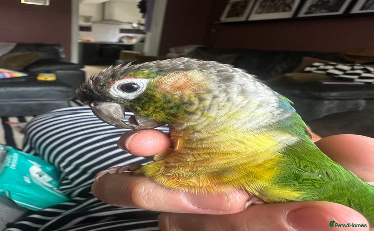 Conures birds - Advert 1