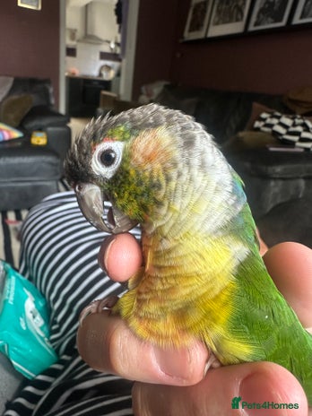 Conures birds - Advert 7