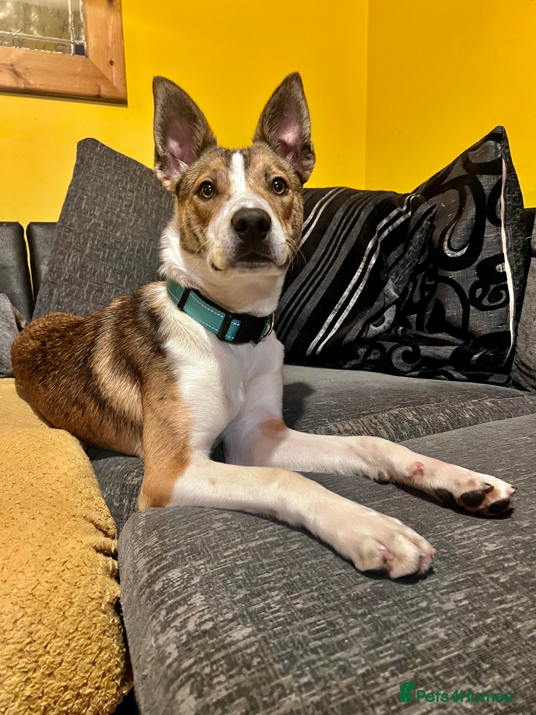 Mixed Breed dogs for sale: Beautiful Mixed breed female  - Advert 6