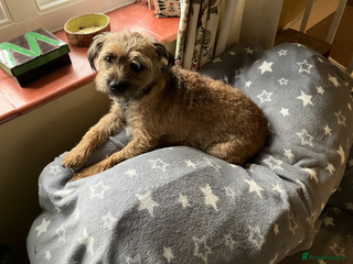 Border Terrier dogs Adorable Border terrier puppies - Advert 3