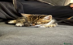Domestic Shorthair cats for sale: Kitten for sale - Image 1