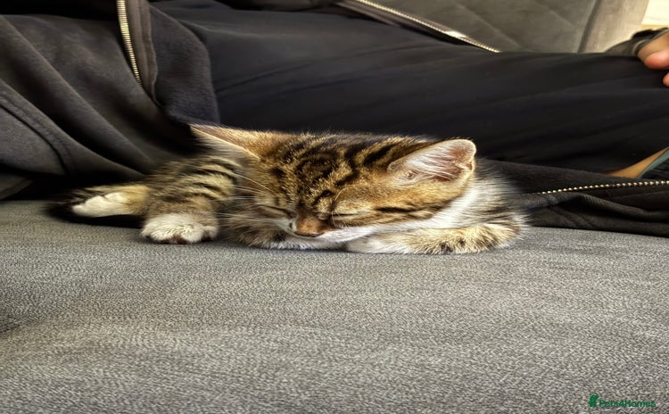 Domestic Shorthair cats - Advert 9