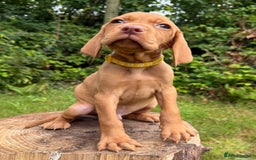Hungarian Vizsla dogs for sale: Hungarian Vizsla Puppy -  KC Vizsla pups DNA Tested Hip Elbow Scored - Image 4
