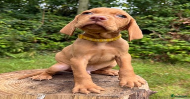 Hungarian Vizsla dogs - Advert 4