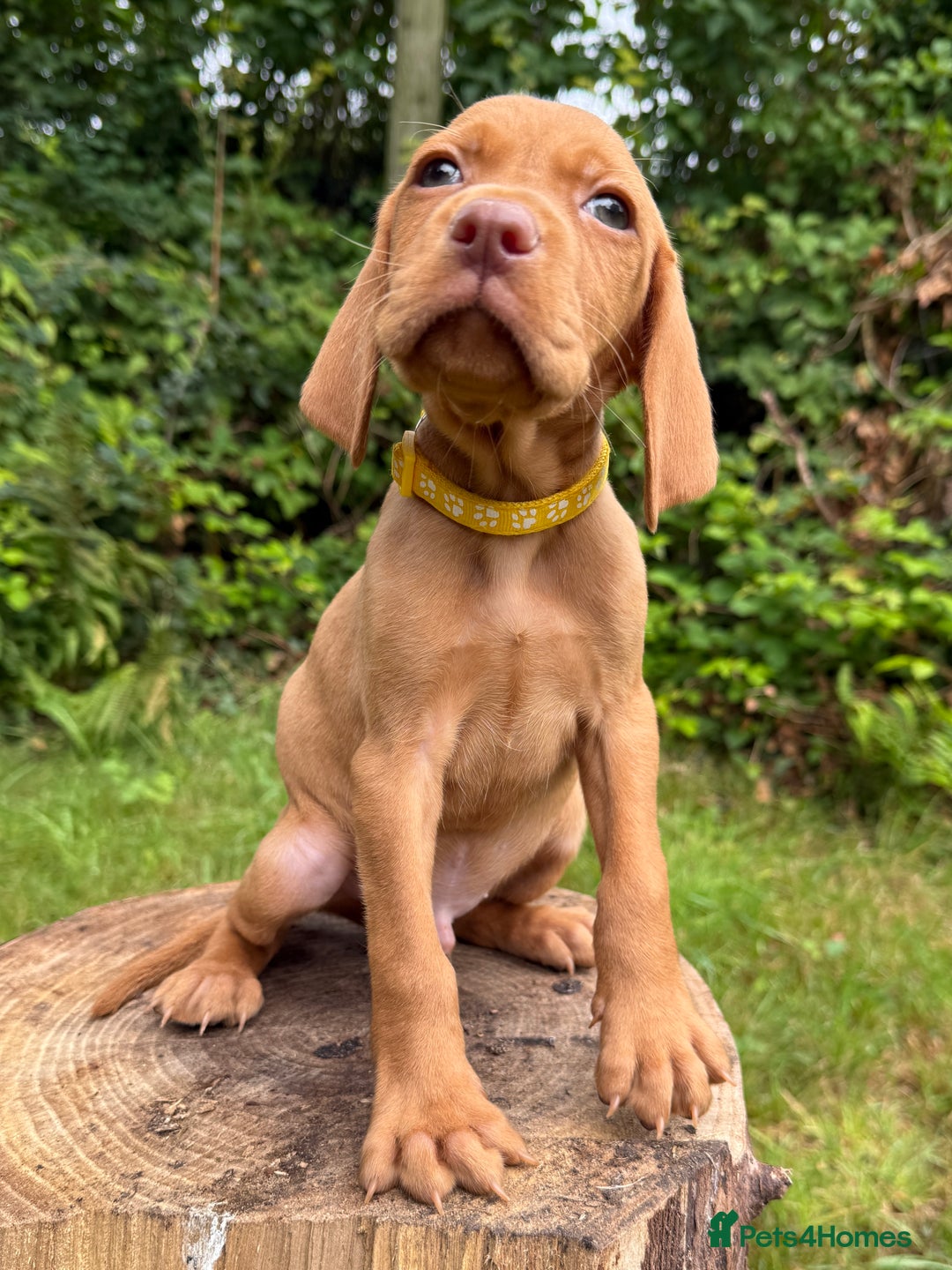 Hungarian Vizsla dogs for sale: Hungarian Vizsla Puppy -  KC Vizsla pups DNA Tested Hip Elbow Scored - Image 4
