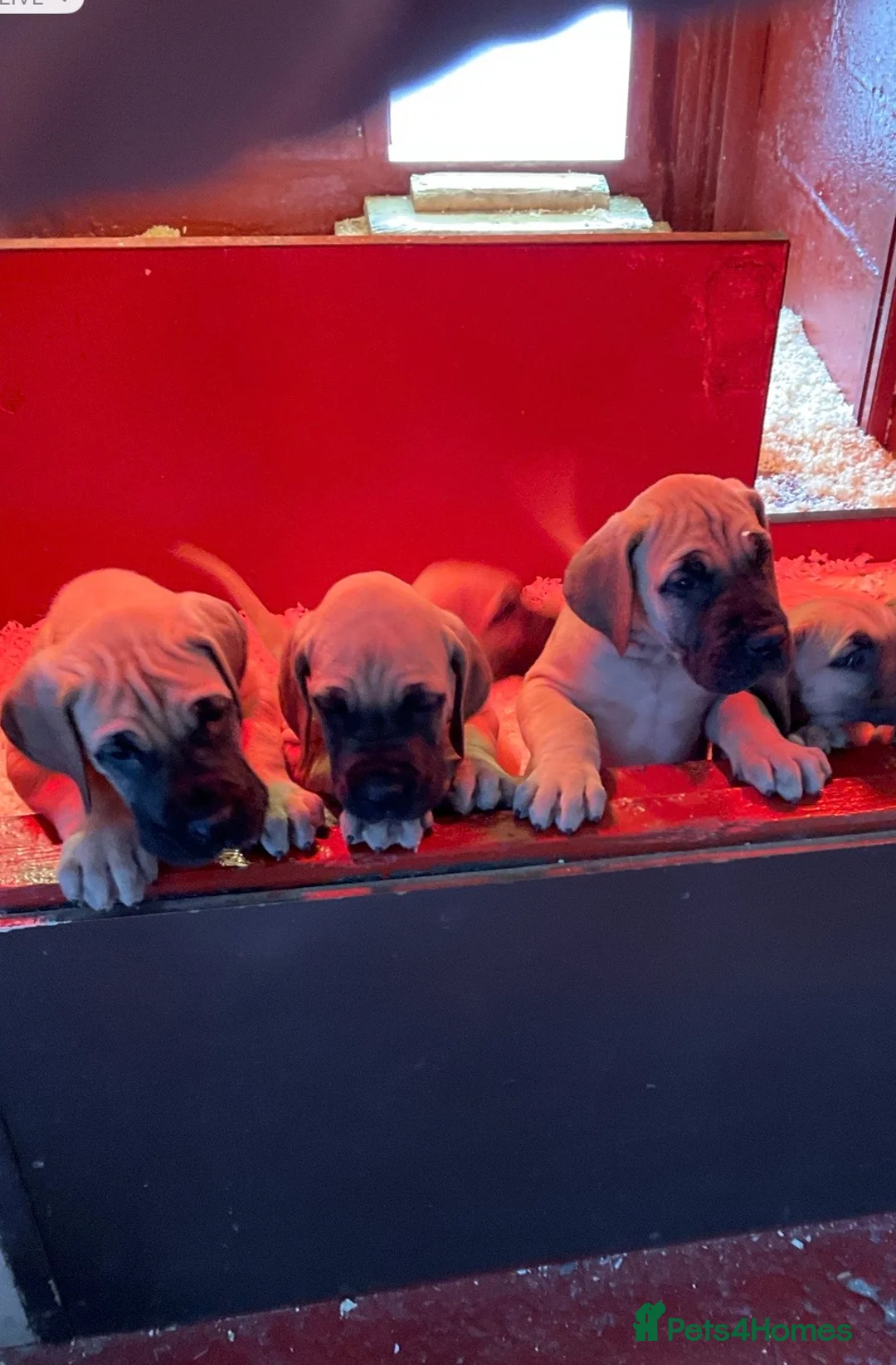 Great Dane dogs for sale: Primus Great Danes - Advert 2