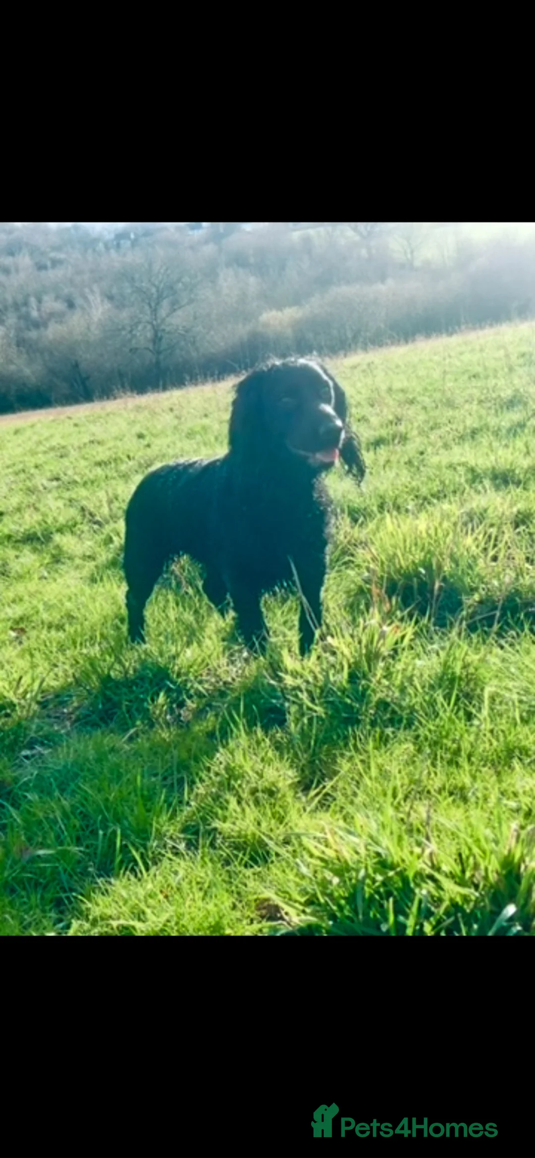 Cocker Spaniel dogs for sale: Working cocker spaniel puppies  - Advert 1