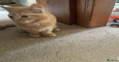 Munchkin cats - Advert 16