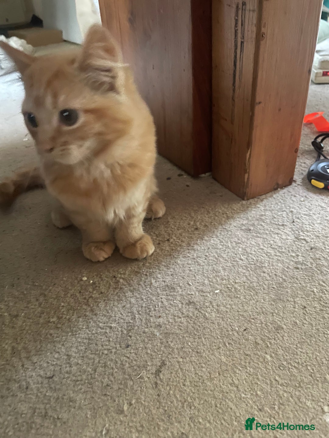 Munchkin cats for sale: Adorable Apricot-Marmalade Tabby Munchkin Male Kit - Image 2