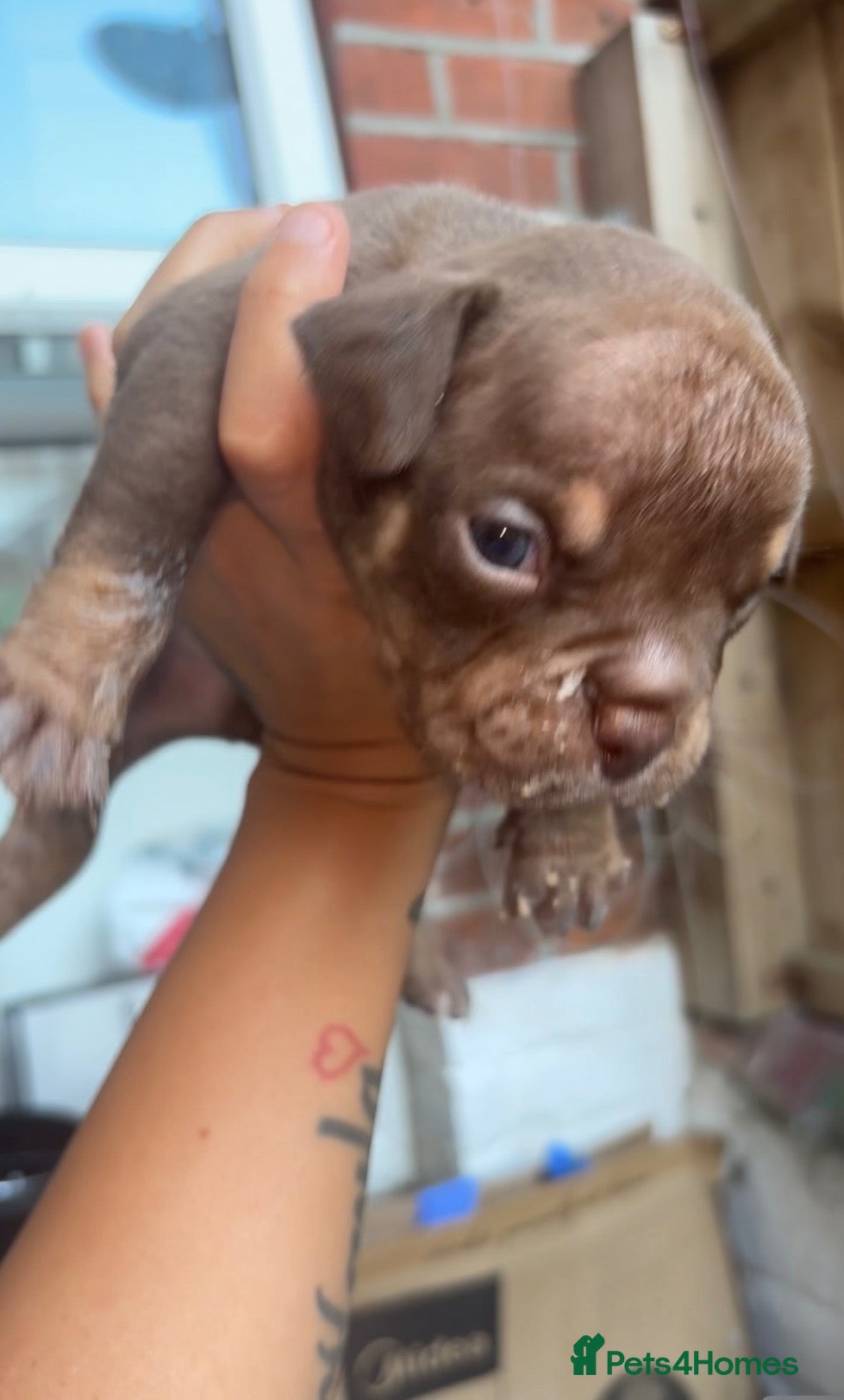 American Bully dogs American micro bully’s  - Advert 8