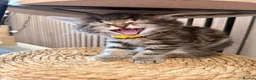 Mixed Breed cats for sale: Beautiful 7 kittens looking for forever homes - Advert 10
