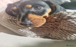 Dachshund dogs for sale: MINIATURE DACHSHUND!Only boy left. - Image 21
