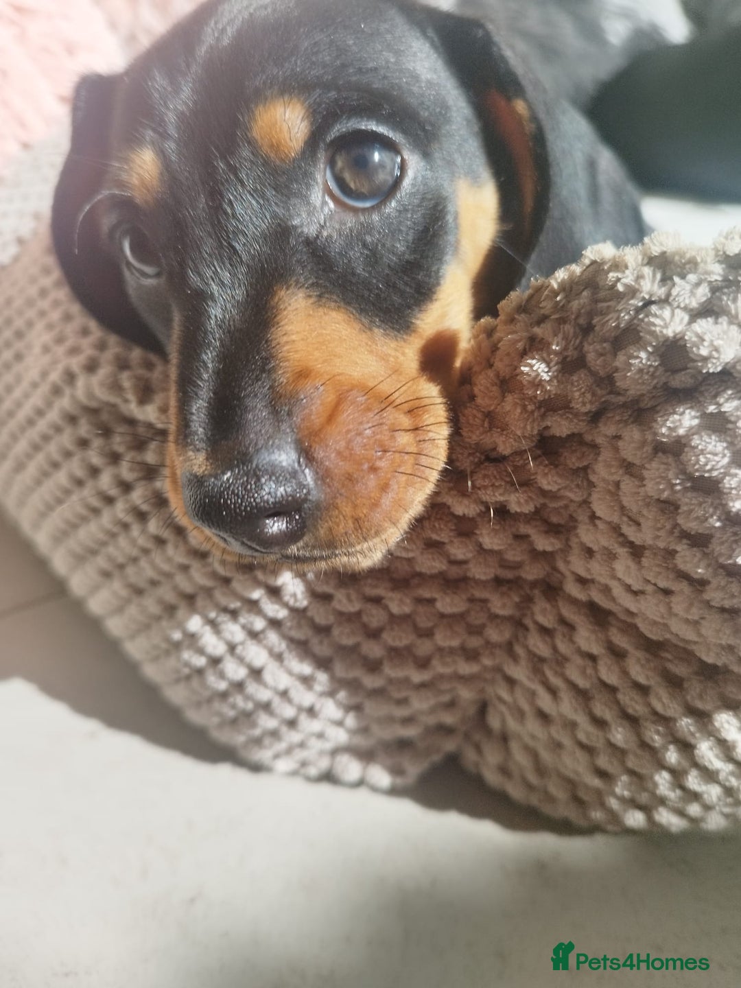 Dachshund dogs for sale: MINIATURE DACHSHUND!Only boy left. - Image 21
