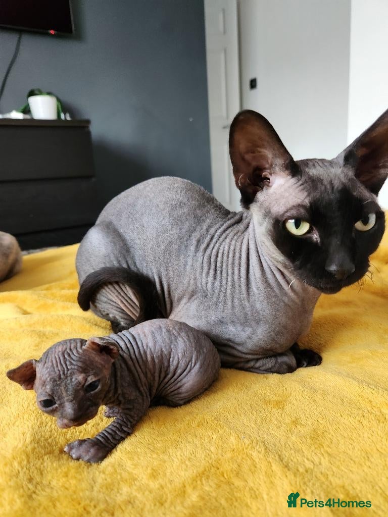 Sphynx cats for stud: Black shpynx green eyes stud . - Advert 2