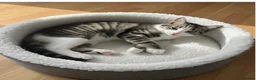 Domestic Shorthair cats for sale: Beautiful domestic shorthair kittens  - Advert 10