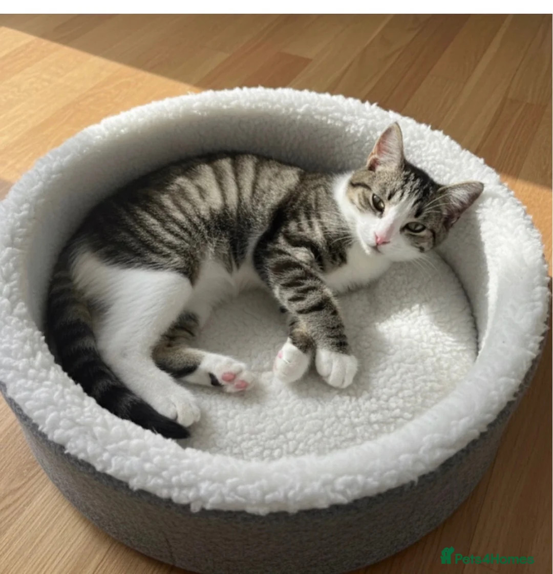 Domestic Shorthair cats for sale: Beautiful domestic shorthair kittens  - Advert 10
