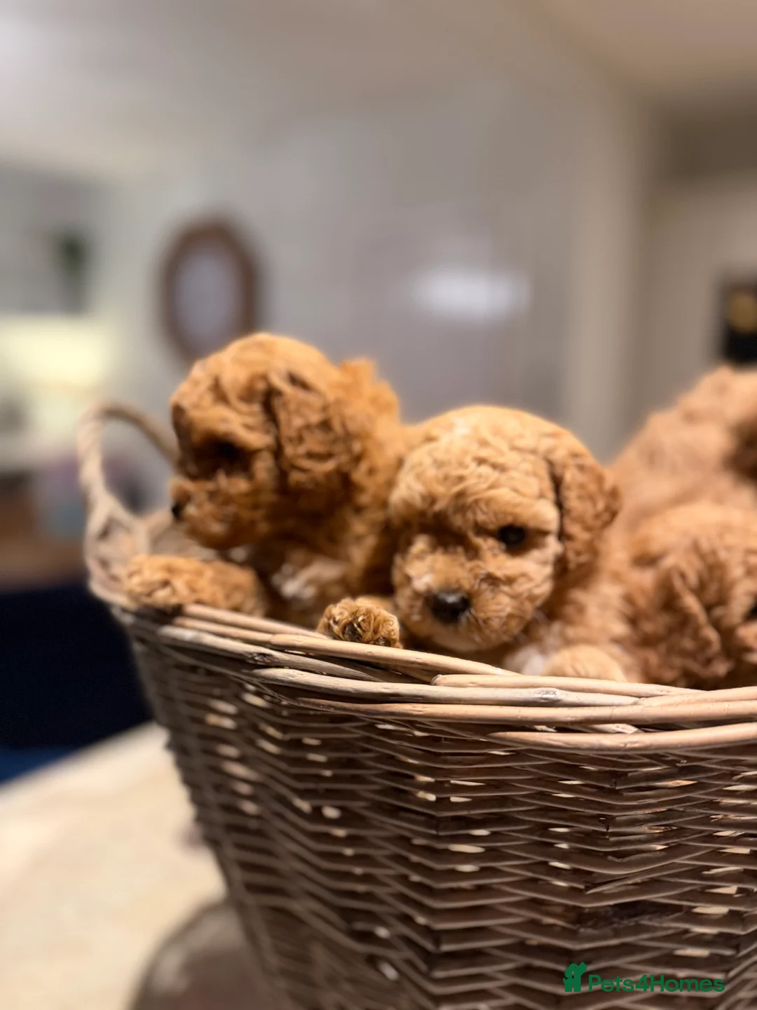 Toy Poodle dogs for sale: Toy poodles - Advert 5