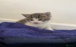 Domestic Shorthair cats for sale: 2 girls one boy!  - Image 20