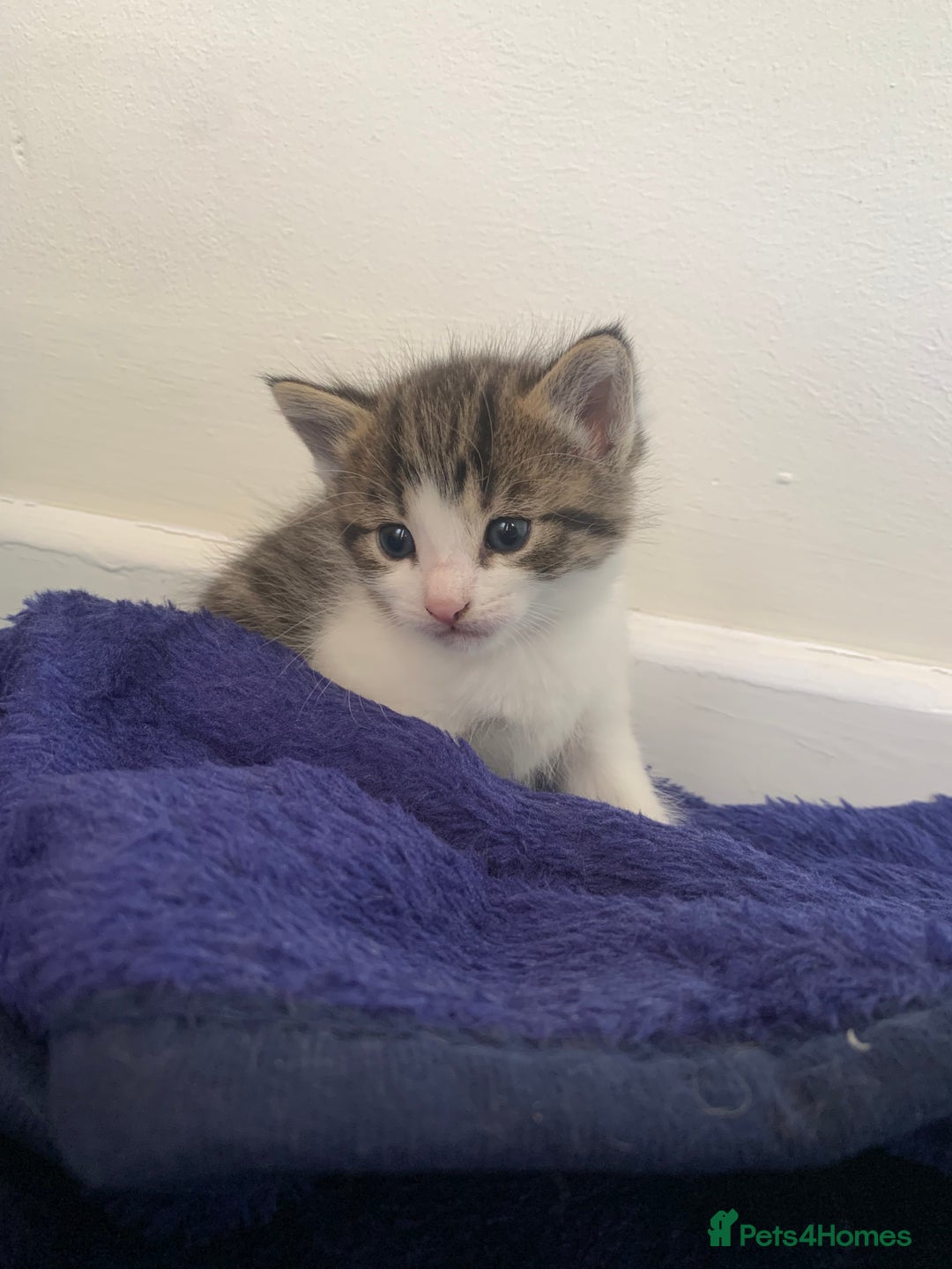 Domestic Shorthair cats for sale: 2 girls one boy!  - Image 20