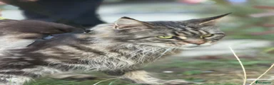 Maine Coon 4