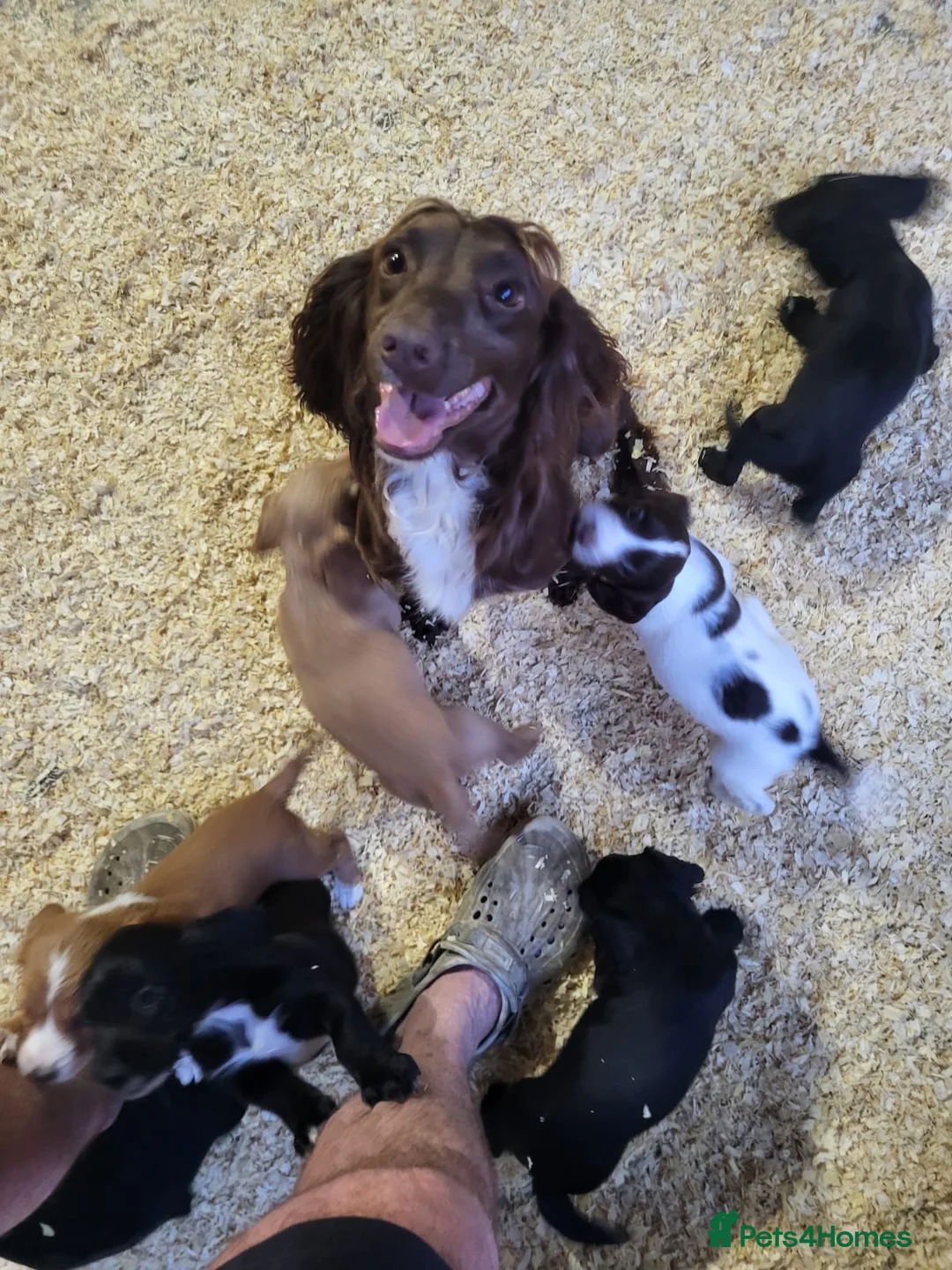 Cocker Spaniel dogs for sale: Kc reg cocker puppies  - Advert 12