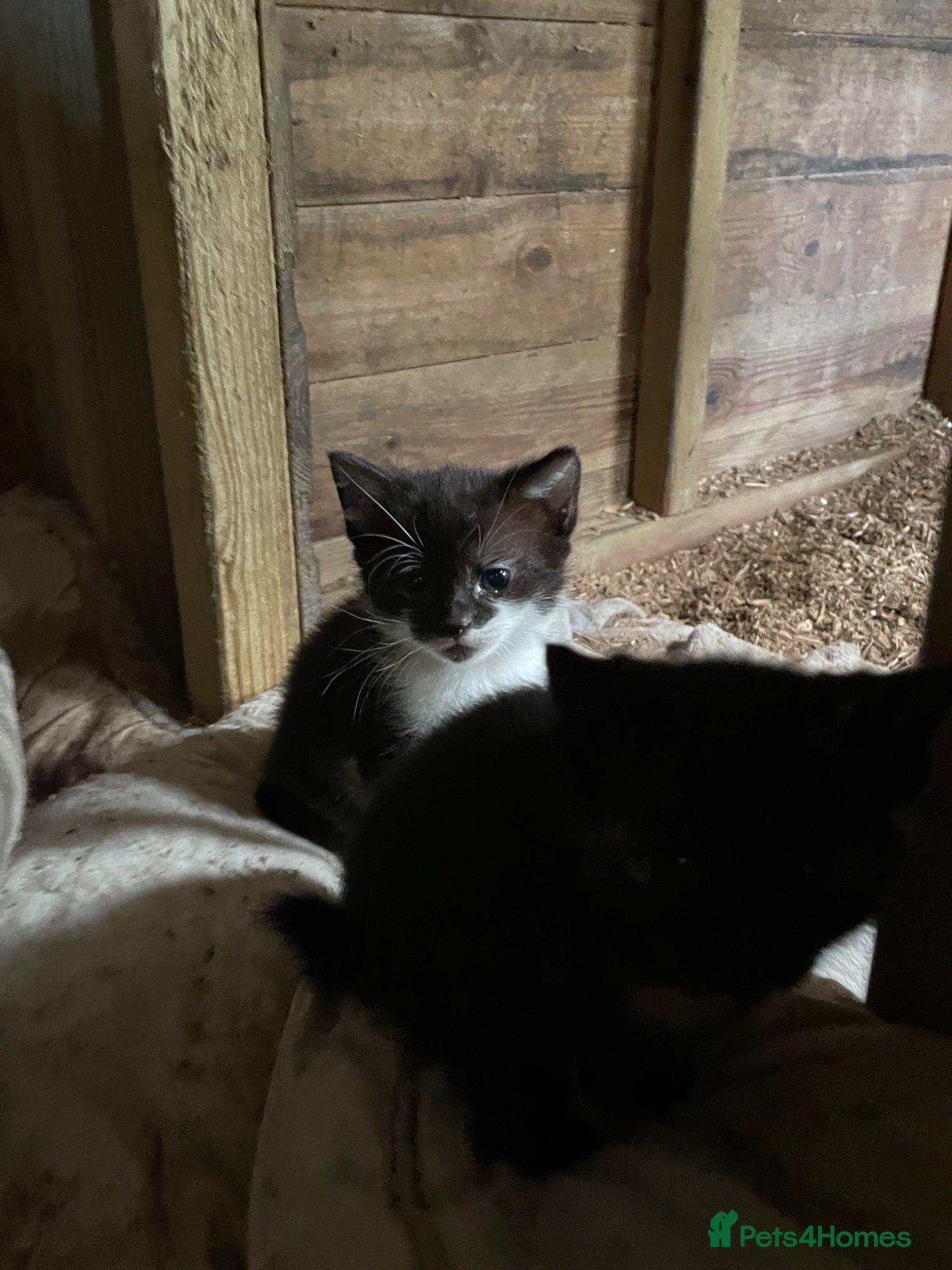 British Shorthair cats for sale: Gorgeous boys and girl kittens  - Advert 10