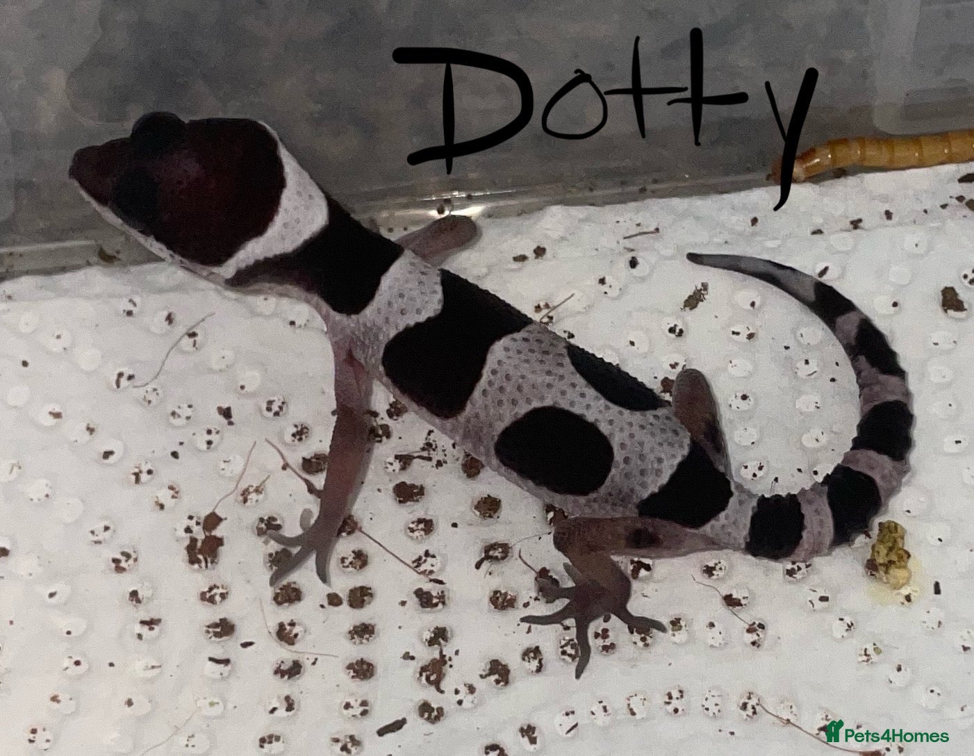 Leopard Gecko reptiles Hatchling Leopard Geckos - Advert 8