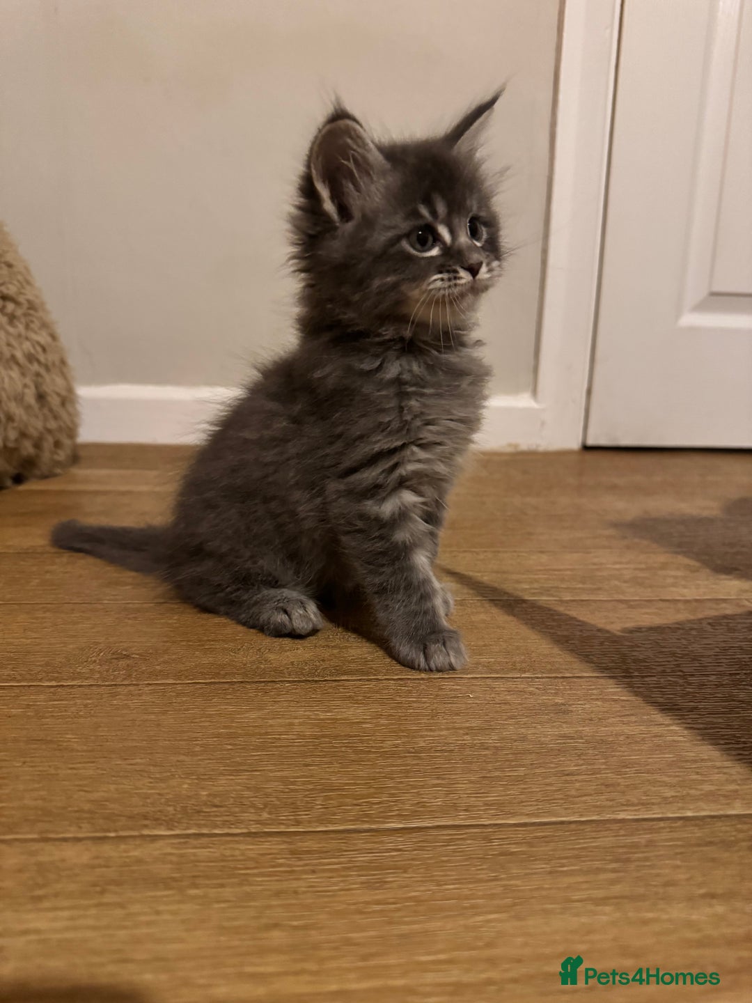 Ragcoon cats for sale: 6 beautiful boy Mainecoon x ragdoll kittens  - Advert 7