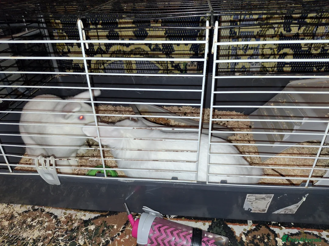 Mixed Breed rabbits for sale: Rabbits for sale - Advert 2