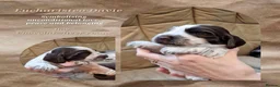 Cocker Spaniel dogs for sale: KC Show Cocker Spaniels: Beautiful inside out - Advert 15