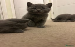 Scottish Fold cats for sale: Scottish fold/straight boys ready for reservation. - Image 11
