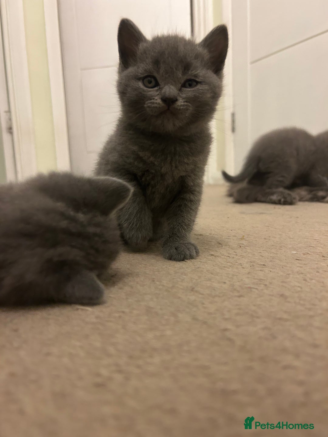 Scottish Fold cats for sale: Scottish fold/straight boys ready for reservation. - Image 11