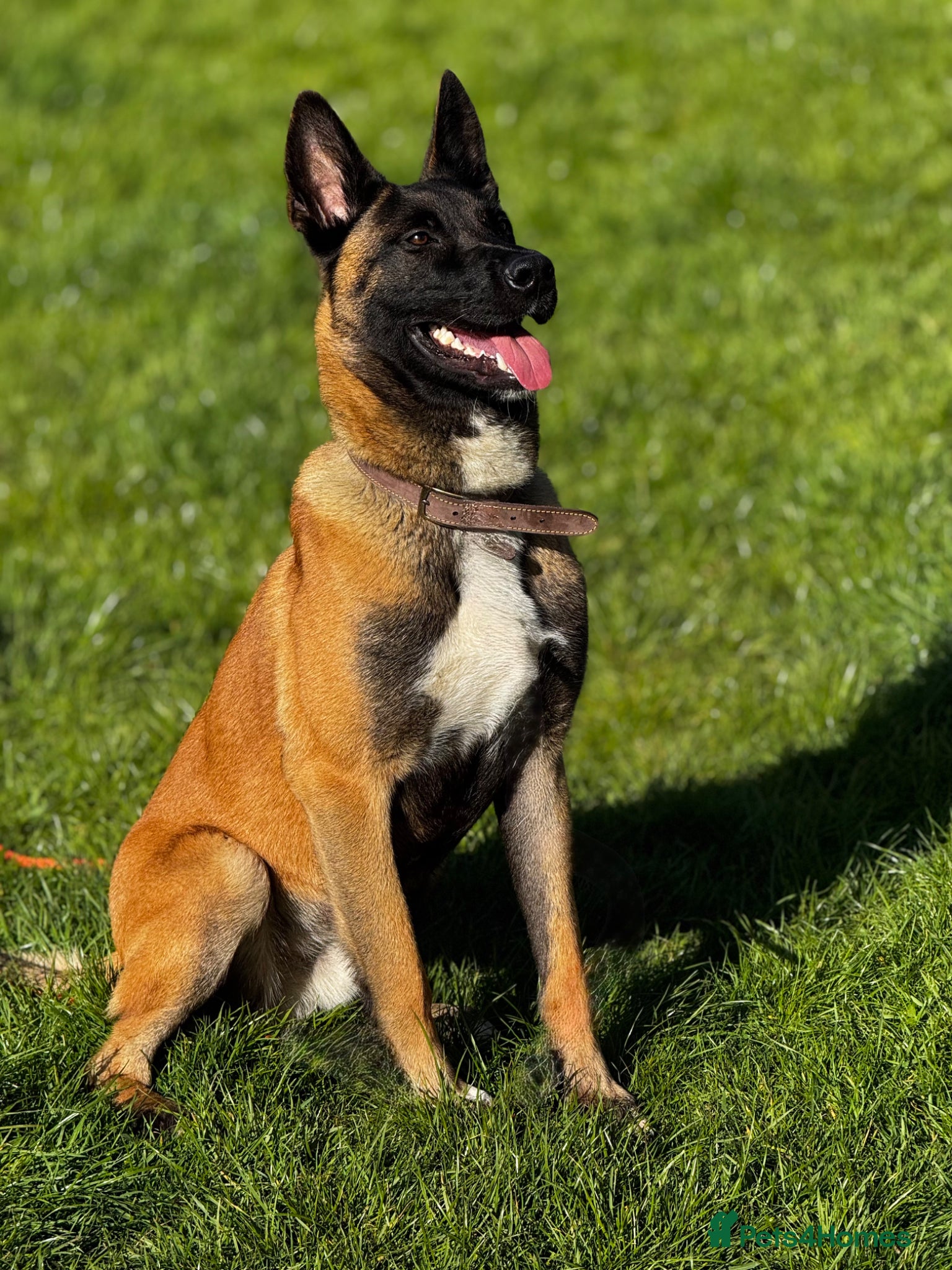 Belgian Shepherd Dog dogs 14 month old male Malinois  - Advert 1