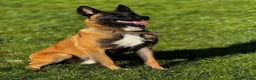 Belgian Shepherd Dog dogs for sale: 14 month old male Malinois  - Advert 1
