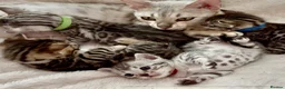 Bengal cats for sale: 🎬 Little Leopard Diaries | TICA BENGAL KITTENS 💎 - Advert 1