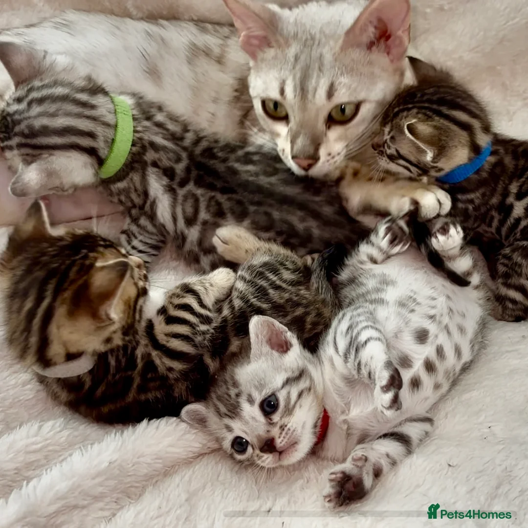 Bengal cats for sale: 🎬 Little Leopard Diaries | TICA BENGAL KITTENS 💎 - Advert 1