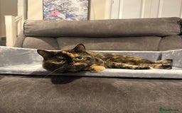 Exotic cats for sale: Beautiful exotic 5yr old female loving gentle  - Advert 1